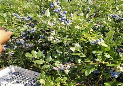 孙立华北陆蓝莓-农场1