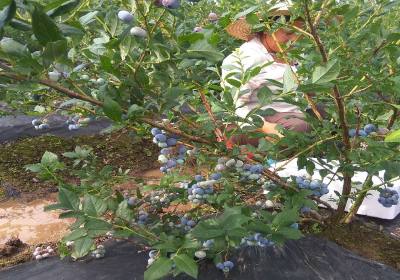 张恩伟美登蓝莓-基地1