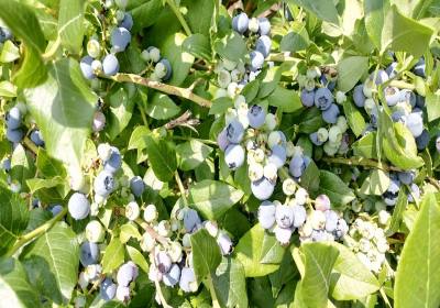 李清堂美登蓝莓-农场1