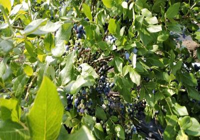 邵海美登蓝莓-农场1