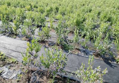 宗更金瑞卡蓝莓-农场4