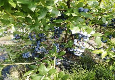 李秀斌北陆蓝莓-农场2