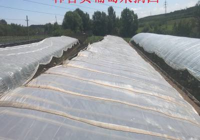 韩喜贵葡萄采摘园