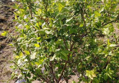 安路斌北陆蓝莓-农场4