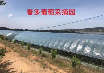 净月开发区春多葡萄园