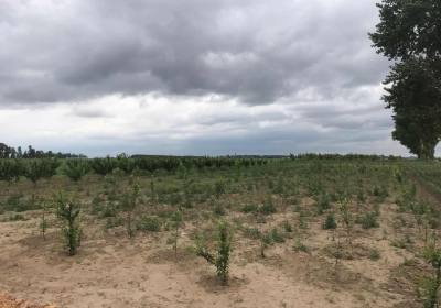 净月开发区韩秋山采摘园