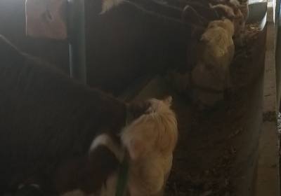 辉南县李华吉养牛场