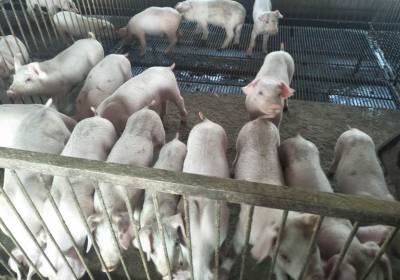 辉南县陈志安养殖场