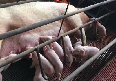 辉南县王光安养殖场