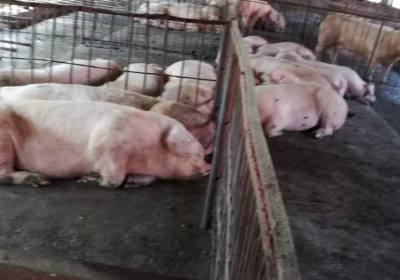 辉南鸿丰养殖场