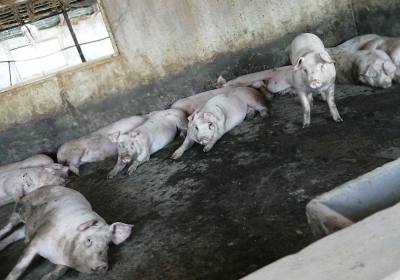 辉南县庆阳镇马忠玉养猪基地