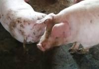 辉南县光波养殖场