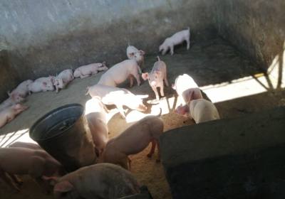 辉南县光辉养猪场