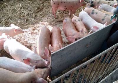 辉南县陈长富养猪场