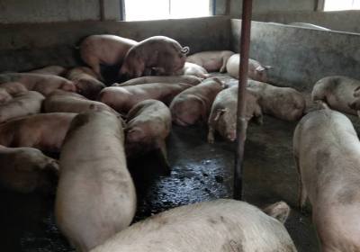 辉南县李文江养猪场