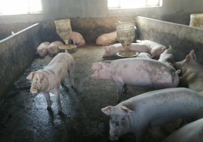 辉南县周亮养猪场