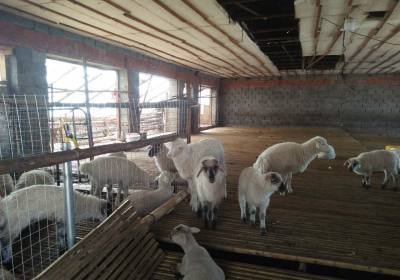 辉南县马驰养羊场