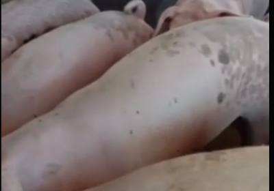 辉南县王喜光养猪场