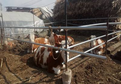 辉南县仉振阳养殖场