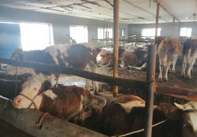 辉南县于凤林养殖场