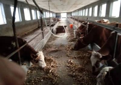 辉南县张成养牛场