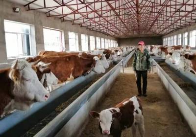 辉南县孙光明养牛场