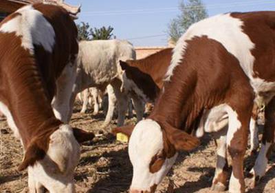 辉南县武石林养牛场。