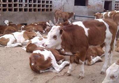 辉南县石悦平养牛场