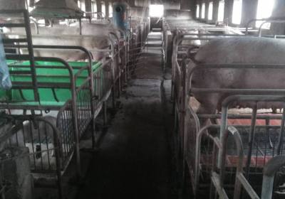 辉南县有利养猪场