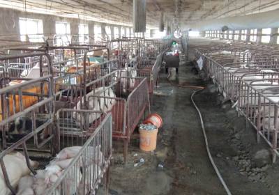 辉南县杨彩录养猪场