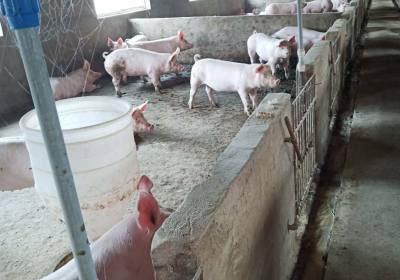 辉南县潘增发养猪场