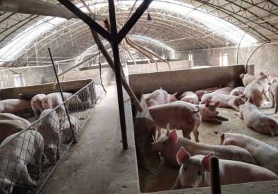 辉南县御龙养猪场