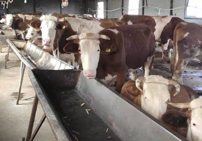 辉南县翟东辉养牛场