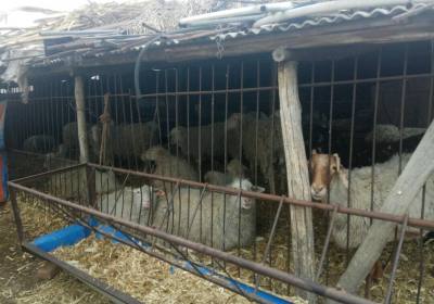 辉南县李全养羊场