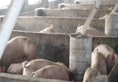 辉南县福源畜牧养殖合作社