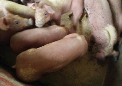 辉南县瑞丰家庭养殖场