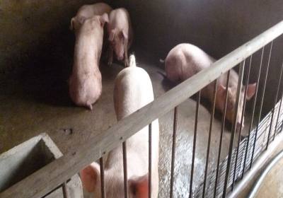 辉南县宏兴养猪场