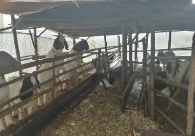 辉南县历建富养羊场