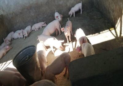 辉南县杨海涛养猪场