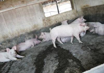 辉南县朝阳镇栾鹏养猪场