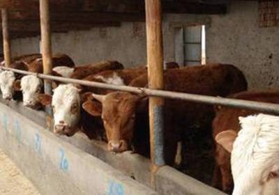 吉林省辉南县王延君养牛场