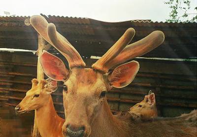 辉南县左广海养鹿场