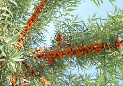 辉南县王亚丽沙棘种植合作社