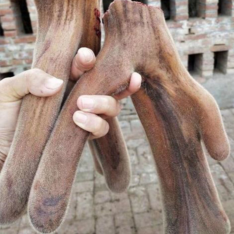 辉南县张清文养殖场预售鹿茸