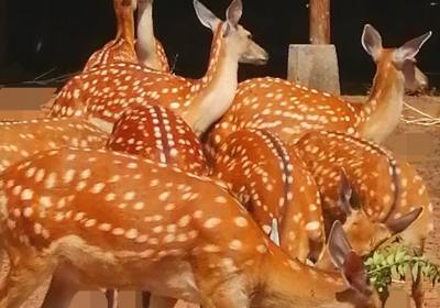 辉南县张清文养殖场