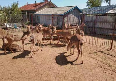 辉南县张兰余养殖场