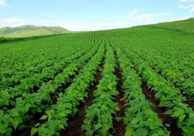 官地村大豆种植基地