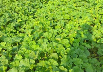 两瓜帮扶农业合作社