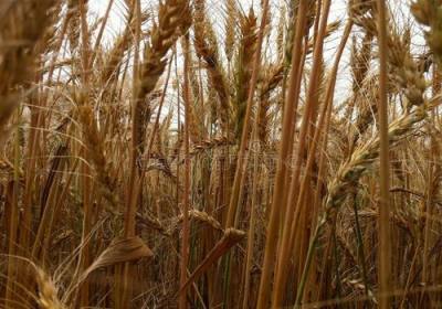 辉南县光明绿优稻米种植专业合作社