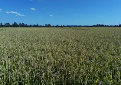 辉南县长虹谷物种植专业合作社